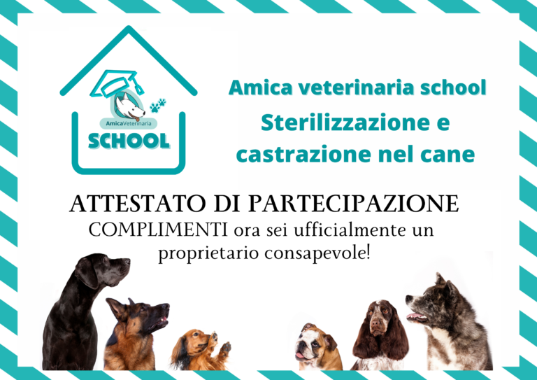 amica vet.  768x543