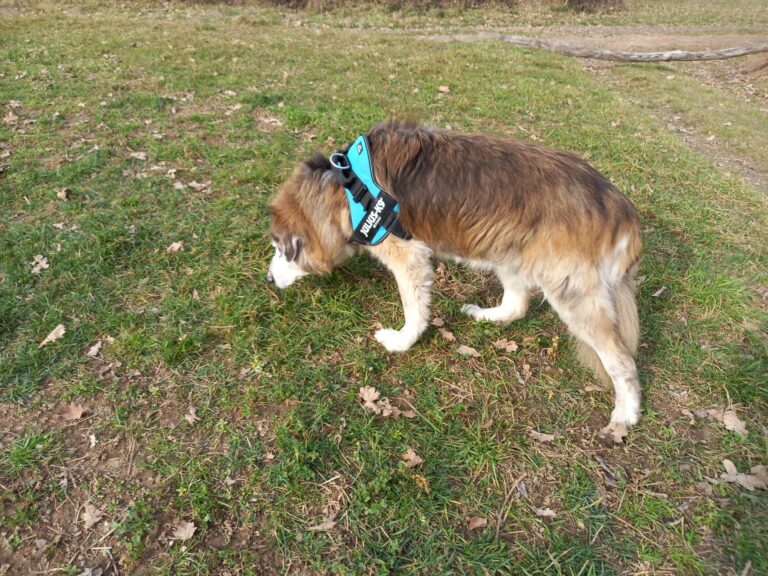 Silvia Morelli pet sitter varese 01 768x576