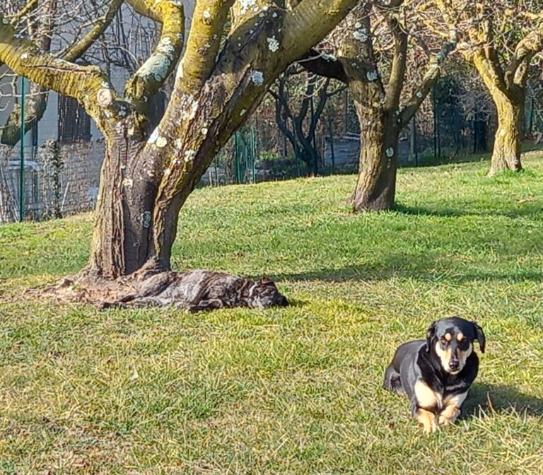 Silvia Morelli pet sitter varese 02 768x672