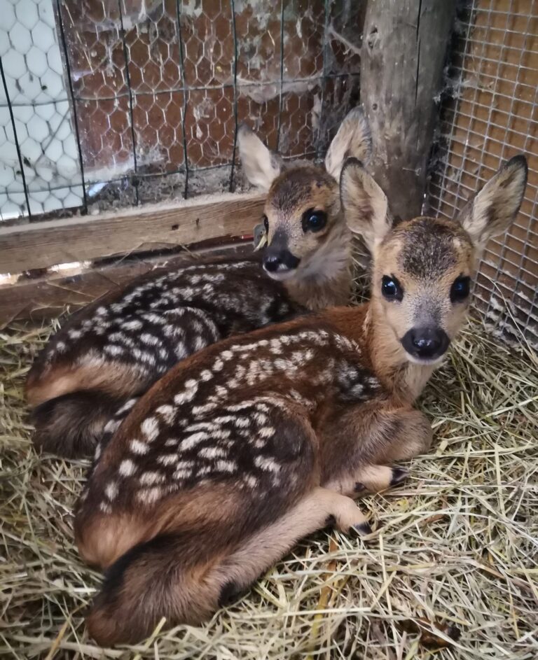 Centro Recupero Fauna Selvatica Fontanafredda 07 768x943