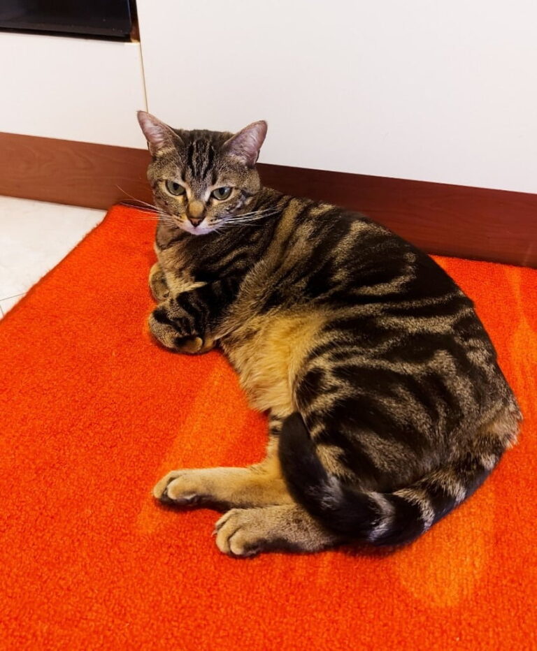 segui le orme marika pet sitter desio 1 768x932