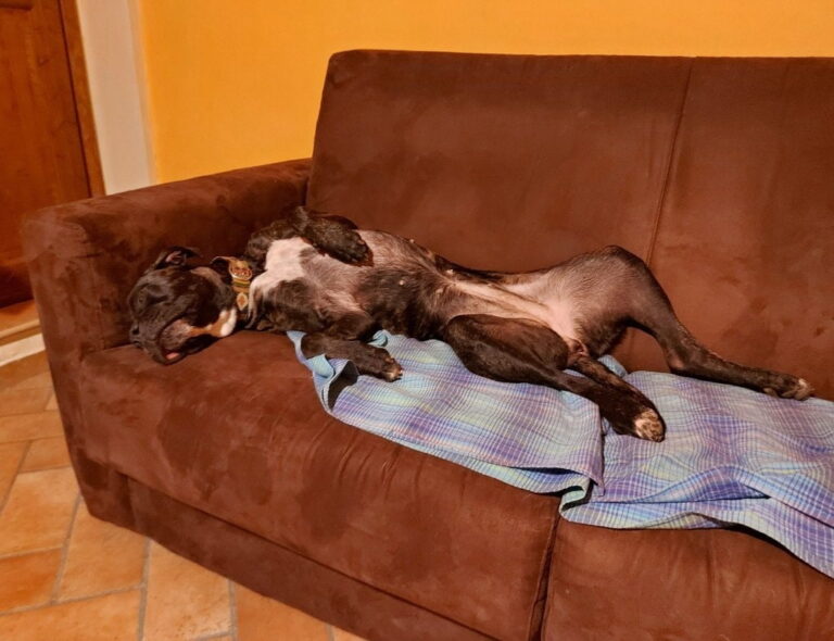 segui le orme marika pet sitter desio 3 768x590