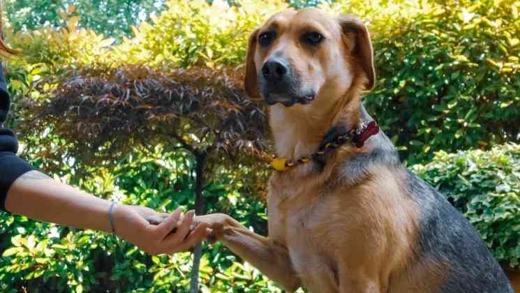 segui le orme marika pet sitter desio cane