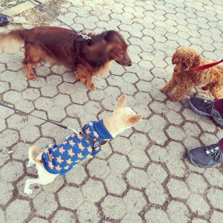 dogsitter 768x768