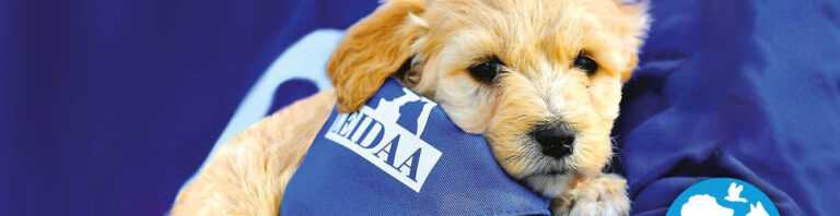 Lega Italiana per la difesa degli Animali e dellAmbiente cop 768x198