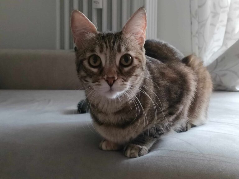gattina 1 768x576