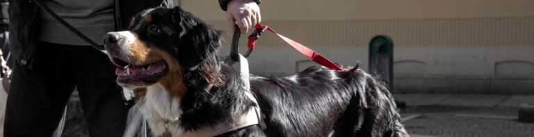 LOVET supporto e sostegno per cani anziani cop 768x198