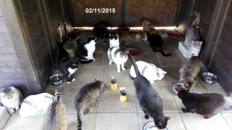 04 2 novembre 2015 1 768x431