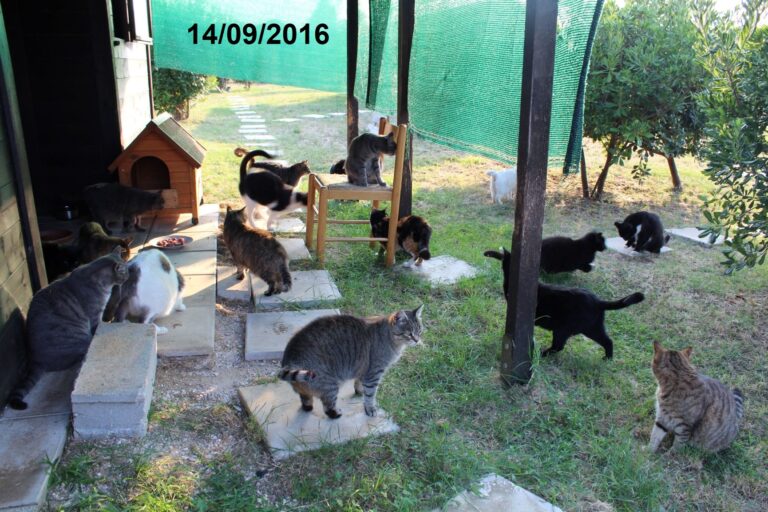 05 14 settembre 2016 1 768x512