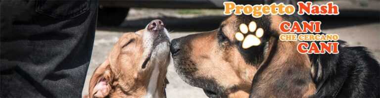 Progetto Nash ricerca animali cop 1 768x198
