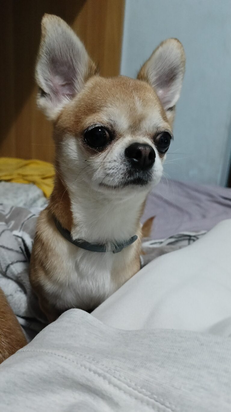 1000024192 768x1365