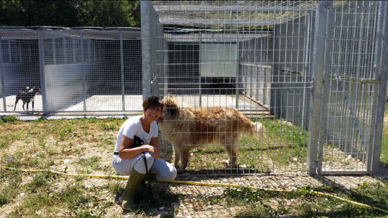 adottare cani tolentino 1 768x433