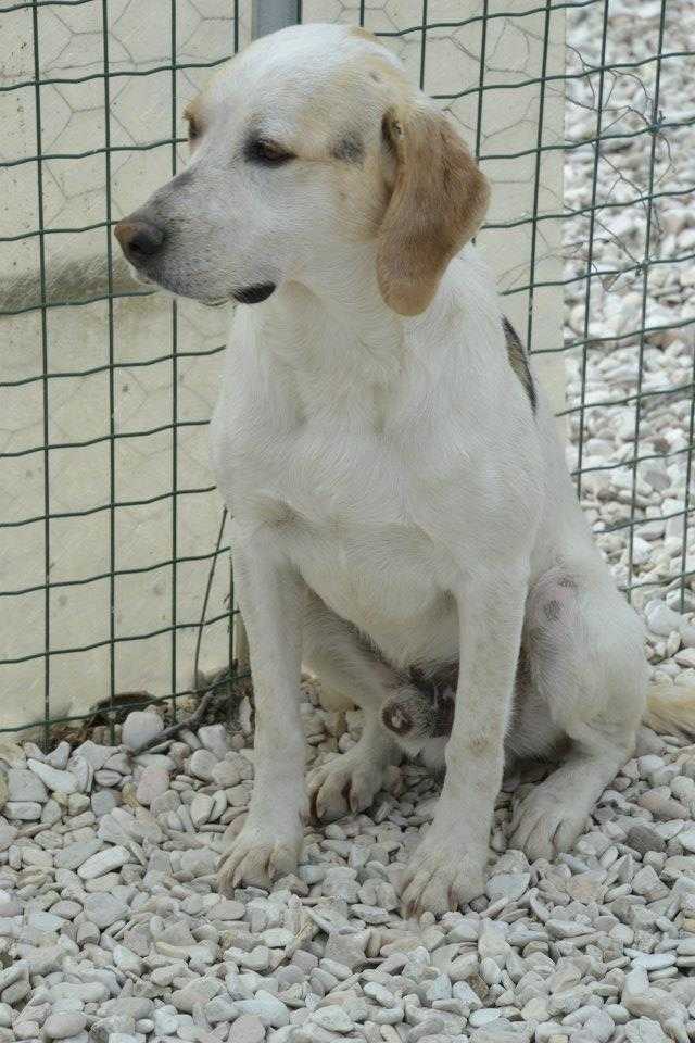 copertina canile moie