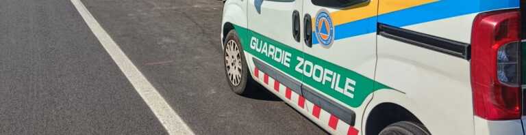 Guardie zoofile Kronos cop 3 768x198