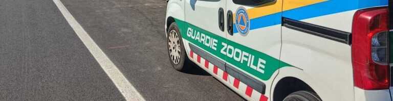 Guardie zoofile Kronos cop 1 768x198
