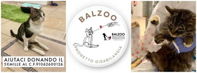 Balzoo Progetto disabili profilo 768x285