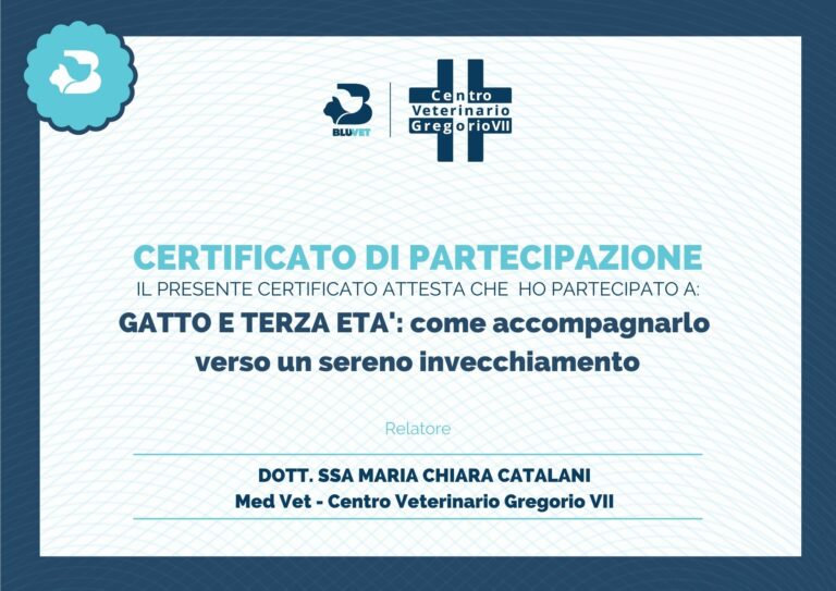 ATTESTATO CATALANI GATTO ANZIANO 768x543