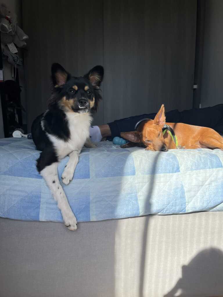 IMG 0365 768x1024