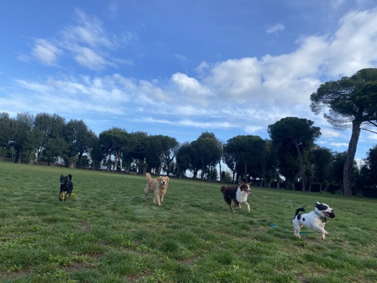 IMG 1831 768x576