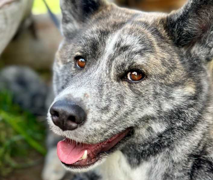 AkitaINU
