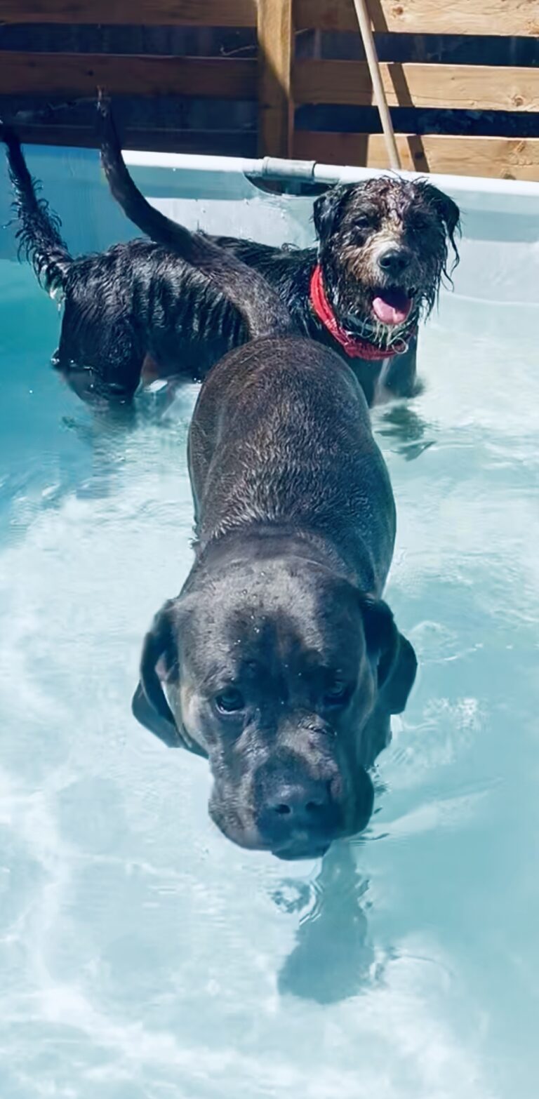 Piscina amos e nani 768x1566