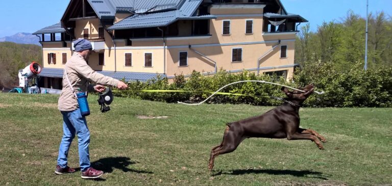 max corda 768x364