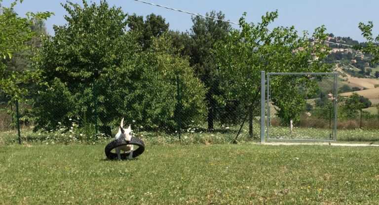be dog copertina 768x417