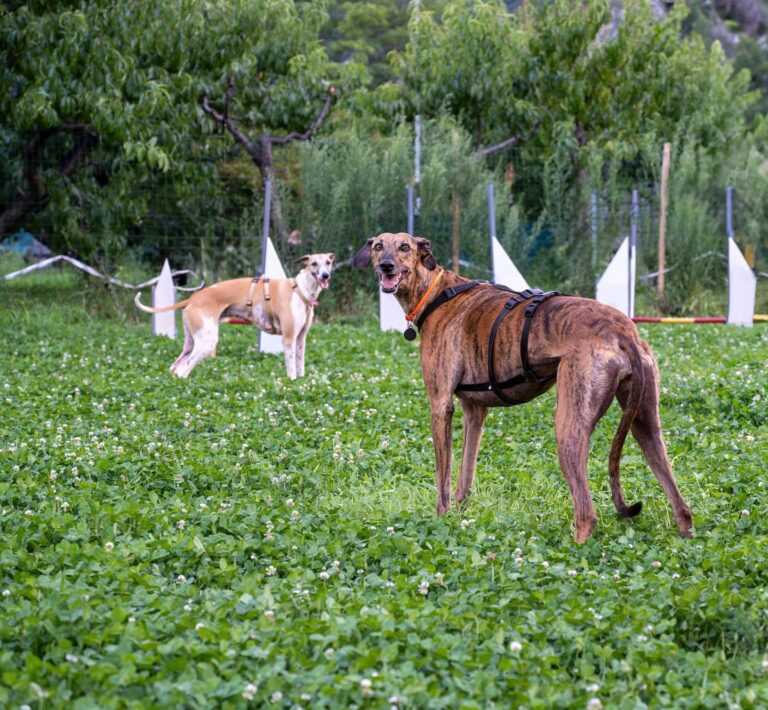 snug dog center cop 768x710