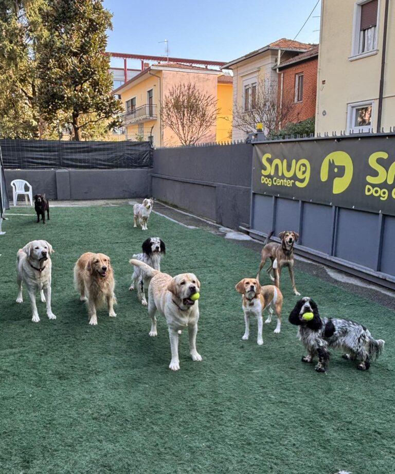 snugdogcenter 04 768x922