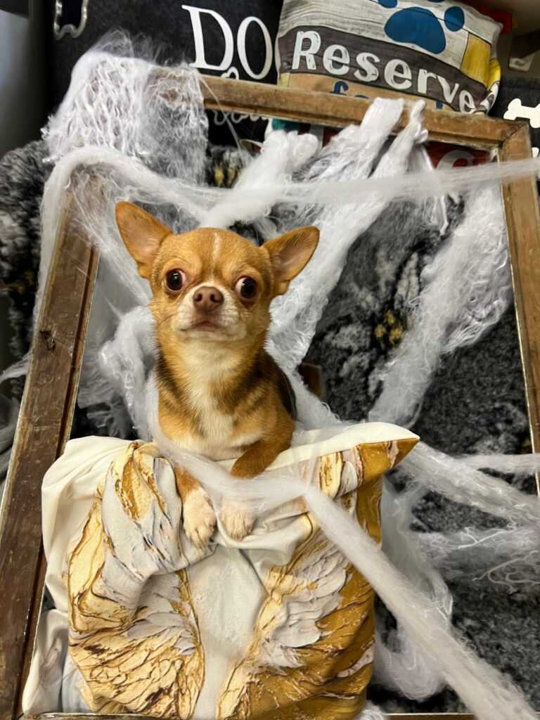 chihuahua 768x1024